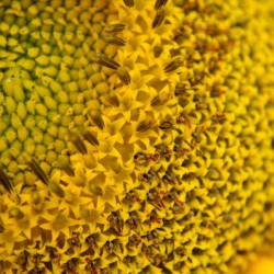 Sunflower Skyscraper Variety